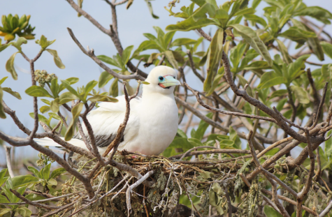 The Red-footed booby, a seabird that inhabits the Chagos Archipelago