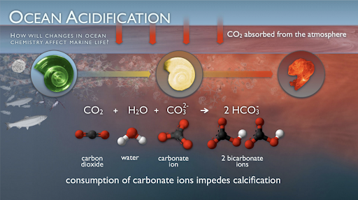 A shell dissolving over time as carbonic acid is decalcifying the shell. 