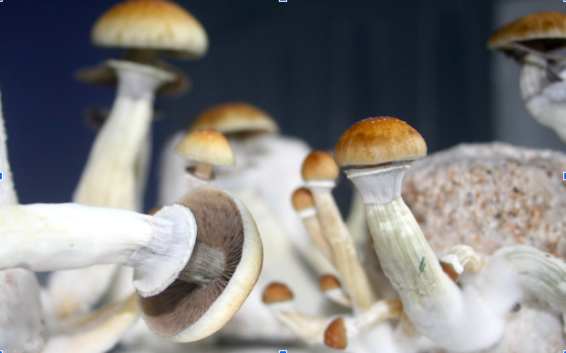 Psilocybe cubensis, or the Magic Mushroom, is the main source of psilocybin.
https://en.wikipedia.org/wiki/Psilocybe_cubensis#/media/File:Mushrooms_growed_with_PF_Tek.jpg 