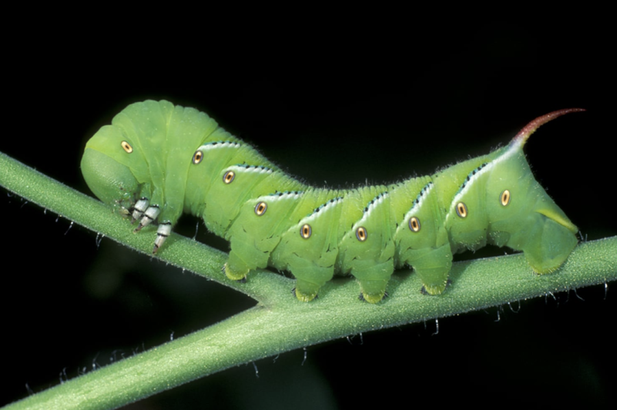 A tomato hornworm can devour up to four times their body mass in leaves and fruits per day.