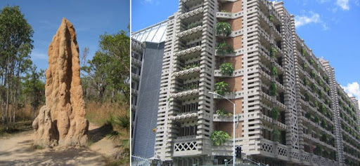 A termite mound side by side with the Eastgate building. 