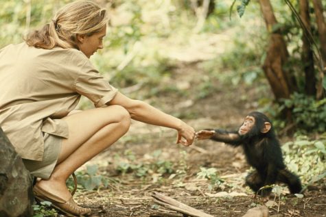 A young Jane Goodall reaching out to a baby chimpanzee, a link between the past and the present, human and animal