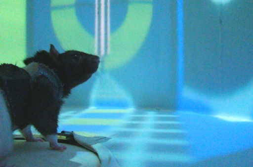 A rat in Dr. Mayank Mehta’s UCLA neurology lab interacts with its virtual reality environment. 