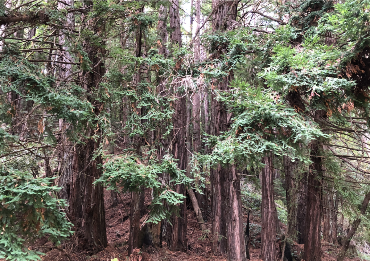 Redwood trees are valued for construction due to their resistance to weather and rot