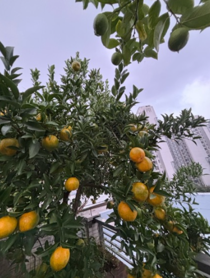 Oranges and lemons thrive in my rooftop garden above the city. (Source: Rachel Yang)
