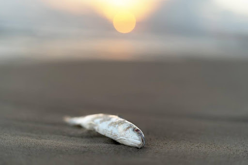 As an increasing number of fish like this one die from ocean pollution, many people wonder if it’s even worth saving them. (Photo by Mariya Muschard on Pixabay)