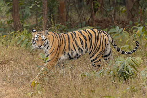 The population of tigers has fallen from about 100,000 in 1900 to around 5,500 today, a staggering 94.5% decrease according to WWF. Credit: Tisha Mukherjee
